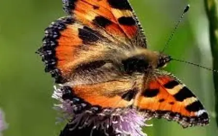 Large Tortoiseshell Butterfly Confirmed Breeding in Britain as Resident Species