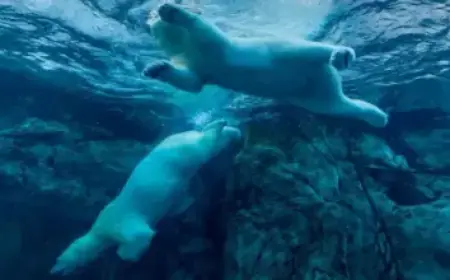 Dirty Fuel Bridges Gap as Petrol Prices Near $3 Per Litre