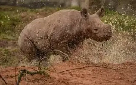 Weather Edinburgh app icons mislead visitors, records show attractions lose revenue