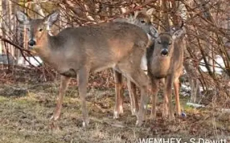 Halifax Weather: Mild Day Forecast Contrasts with Freezing Drizzle Risk Tonight