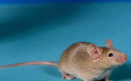 Aquavire Panne Electrique vs. Local Accounts: repair timeline and responsibilities