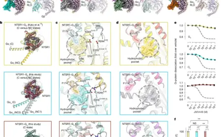 Unraveling G-Protein Activation by GPCR: A Dynamic Insight