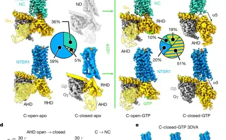 Exploring NTSR1 G Protein Subtype Dynamics and Promiscuity