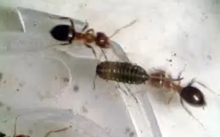 Queen Ants Kenya seized at JKIA exposes trafficking network