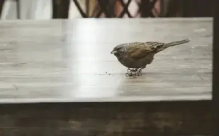 Air New Zealand Reduces Flights Amid Fuel Price Surge Impacting Travel