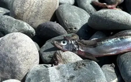 Capelin Stock Assessment Shows Positive Trends, Reports DFO