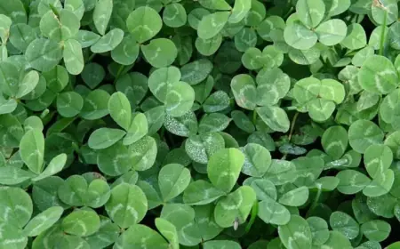 Dublin Boosts St Patricks Day 2026 Festival While Transport Plans Restrict Access