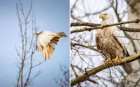 White Bald Eagle photos in Missouri spotlight a rare genetic condition