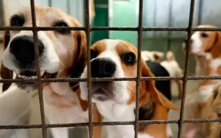 Many Tears Animal Rescue Investigation puts Cefneithin centre under scrutiny