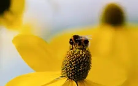 Bugonia Movie moves from Oscar buzz to at home viewing momentum