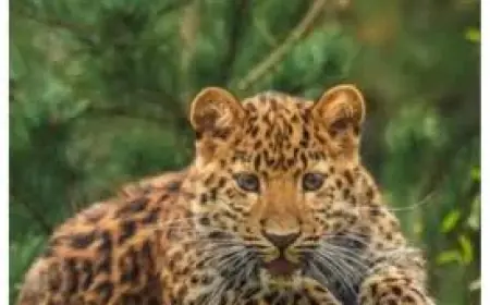 Yorkshire Wildlife Park Tragedy Leaves Staff Grieving After Cub Put To Sleep