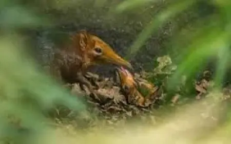 Elephant Shrew Births At Hertfordshire Zoo Spark First-Ever UK Milestone