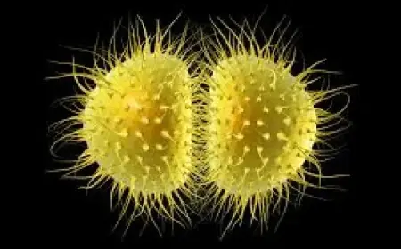 Meningitis Outbreak in Kent Triggers Second Death as Illness Reports Mount