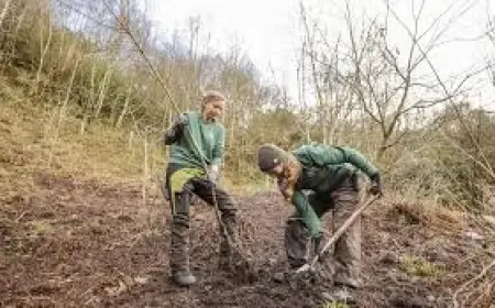 Fifty Japanese Cherry Blossom Trees Planted at The Eden Project