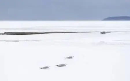 Wood Tv 8: Michigan Blizzard Snow Totals, Ongoing Winter Weather, and Tuesday School Closing Predictions