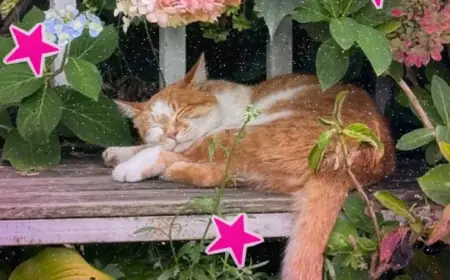 First Day Of Spring 2026 Arrives: What the Equinox Means and What to Expect