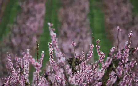 What and When Is the 2026 Spring Equinox? Equinox Marks Start of Astronomical Spring