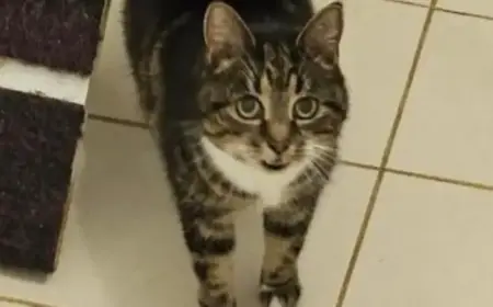 Energetic 13-Year-Old Heidi Seeks a Loving Forever Home