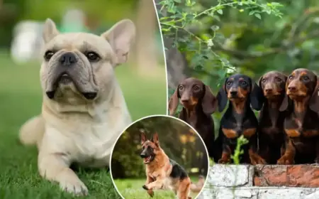 Tiny Dog Breed Dominates as America’s Favorite for Fourth Consecutive Year