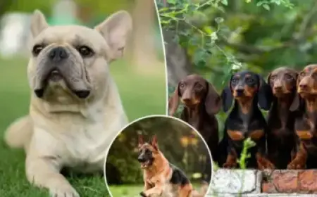 Valley Assemblywoman Discovers 197 Hospice Agencies Registered at Single LA Address