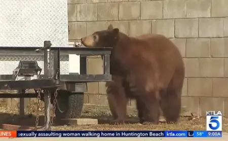 Bear Appears Behind TV Reporter in Live Broadcast