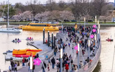 Top Family Activities for Celebrating Cherry Blossom Season 2026