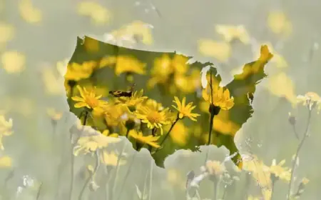 Pollen Counts Soar: Find Out Where Allergies Are Spiking