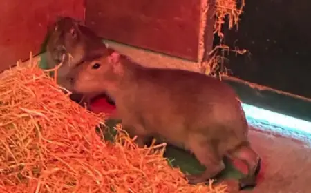 Zoo Deploys Specialist Dogs to Hunt Fugitive Capybara | ITV News