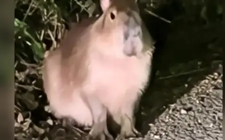 Authorities Narrow Search Area for Escaped Capybara on the Run