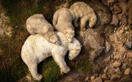 “People’s Choice Winner Announced for Wildlife Photographer of the Year”