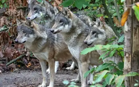 Kent Animal Park Euthanizes Wolf Pack Due to Escalating Aggression
