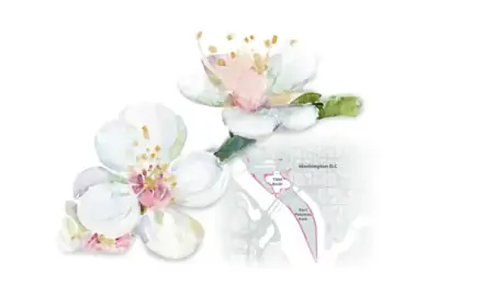 Guide to Viewing DC’s Spectacular Cherry Blossoms This Bloom Season