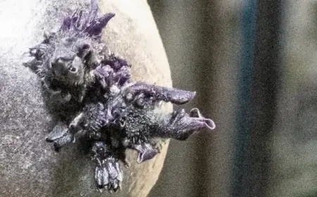 NASA Astronaut Reveals Mysterious Twisted Purple Growth Aboard Space Station