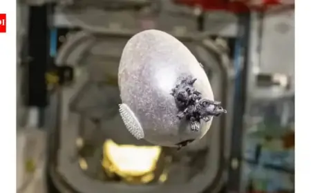 NASA Astronaut Cultivates Purple Potato on ISS, Sparks Internet Frenzy