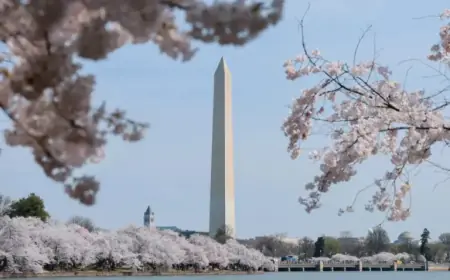 Washington’s Iconic Cherry Blossoms Reach Peak Bloom: Stunning Photos