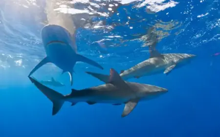 Bahamas Sharks Found with Caffeine, Painkillers, Cocaine in Study