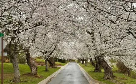 Experience Cherry Blossoms Without Crowds, Traffic, or Long Lines