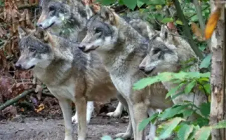 Doctor Explains How Time Change Turns You Into a Zombie