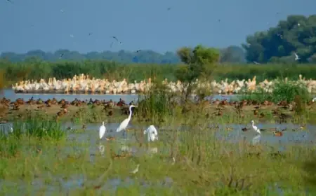 Ukraine’s Danube Delta Wetlands Degrade Due to Water Loss, Climate Change