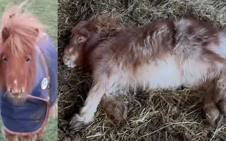 Thriving 28-Inch Pony Overcomes Illness to Stand Tall Again