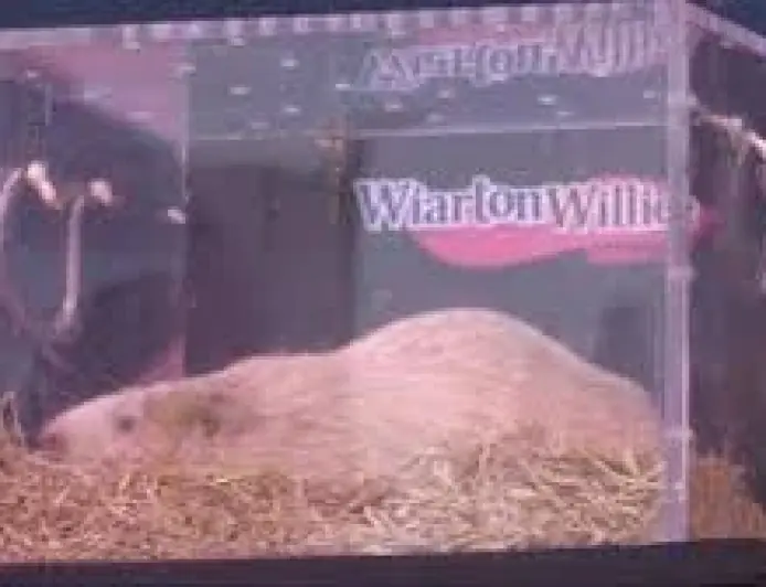 South Bruce Peninsula announces death of Wiarton Willie