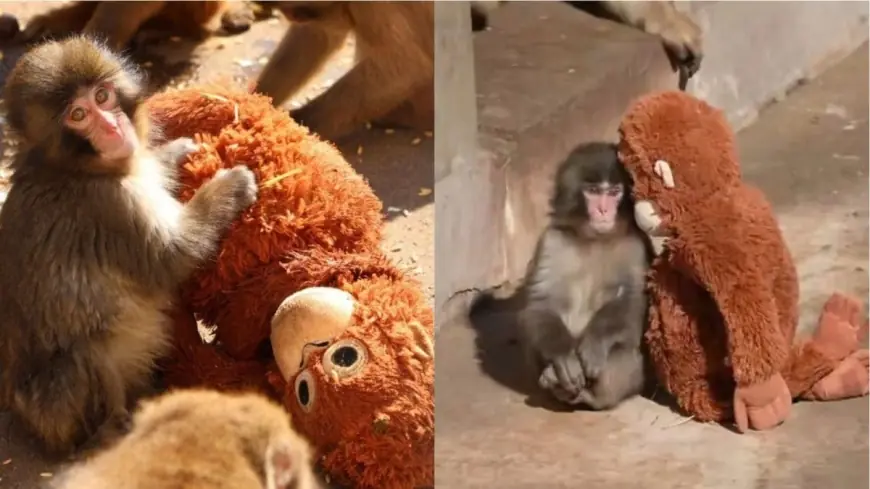 Punch the Monkey Japan Update Today: The World's Most Beloved Baby Macaque Is Finally Finding His Troop