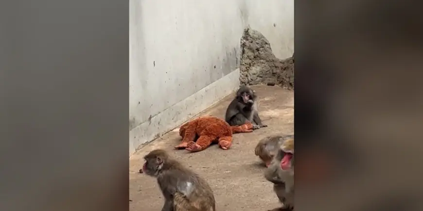 Punch the Monkey Update March 1, 2026: He Has Found His People — and His Big Brother