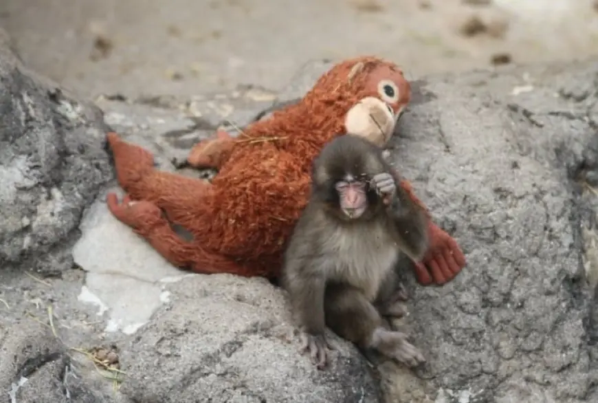 Punch the Monkey Update March 1, 2026: He Found His Big Brother and the Internet Is Finally Exhaling