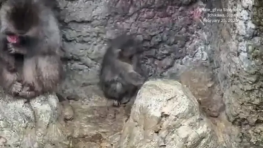 Punch Monkey: why a punch monkey born at Ichikawa zoo is drawing crowds