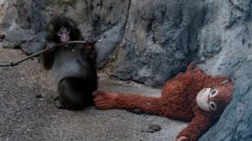 Punch Monkey: abandoned macaque forms bond with stuffed toy