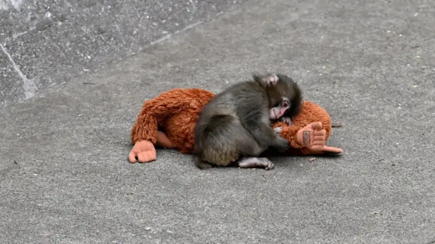 “Punch Monkey” Goes Viral, Turning a Baby Macaque’s Plush Toy Into a Global Obsession