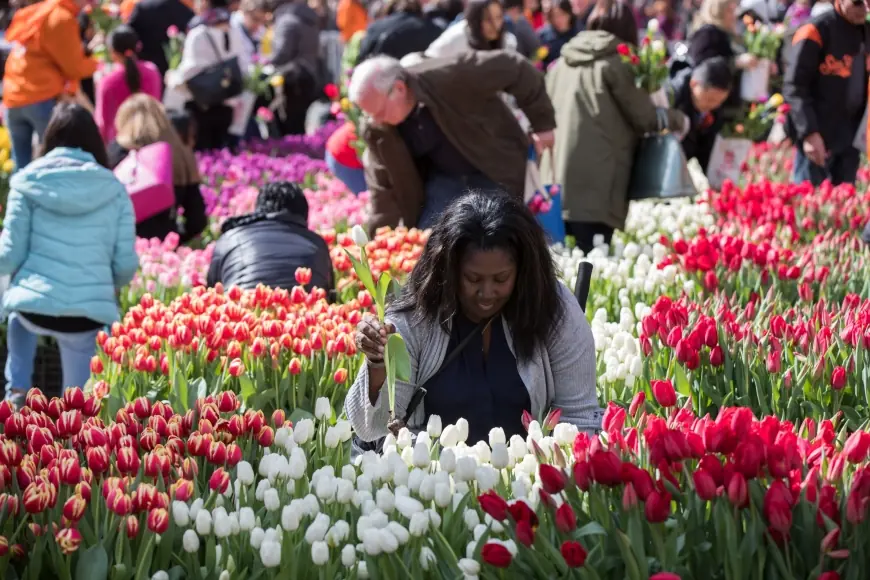 Tulip Day Washington Dc Brings 150,000 Tulips to the National Mall on March 15