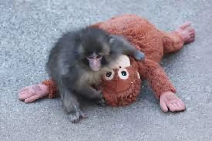 Punch Monkey: How a Plush Djungelskog Became a Viral Comfort for an Abandoned Japanese Monkey and Set Off a Buying Frenzy