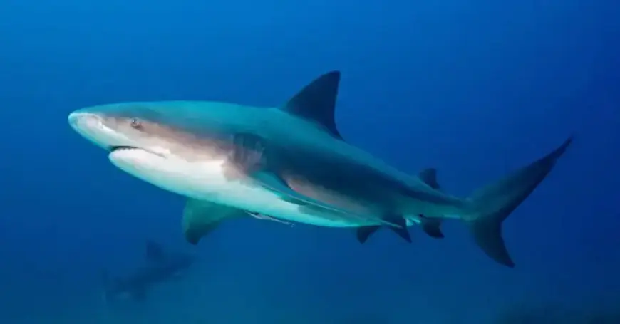 Shark Bites Snorkeler Near Popular Australian Tourist Spot
